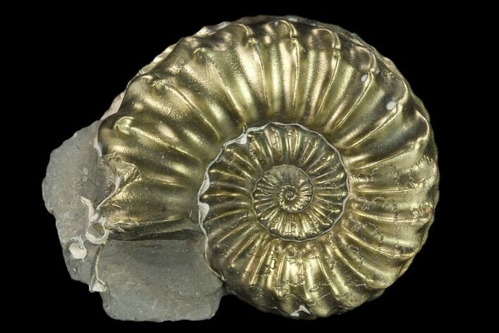 Pyritized (Pleuroceras) Ammonite Fossil - Germany #131100